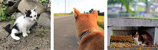 ペット捜索調査の画像