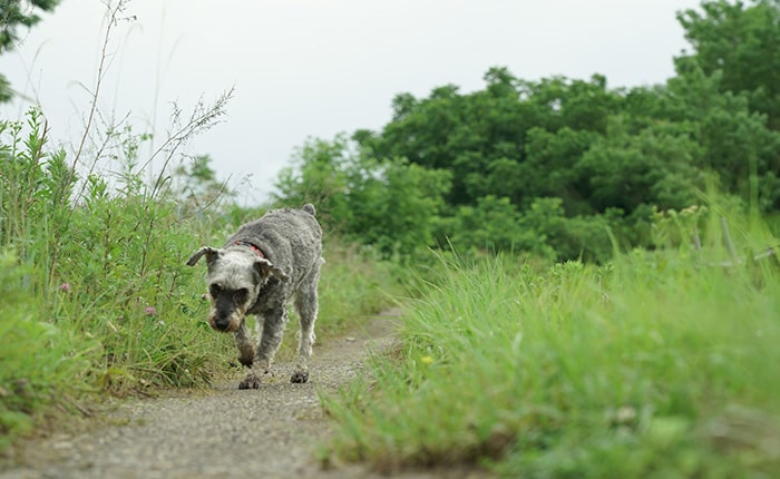 ペットがいなくなった直後にとるべき初動対応