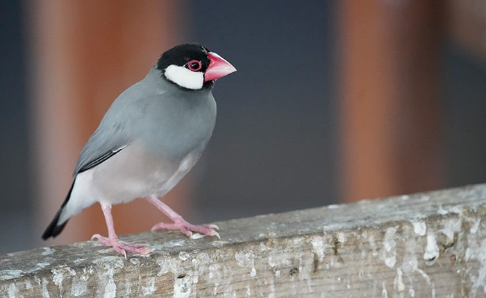 鳥の移動距離と目撃情報の集め方